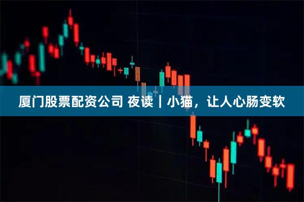 厦门股票配资公司 夜读｜小猫，让人心肠变软