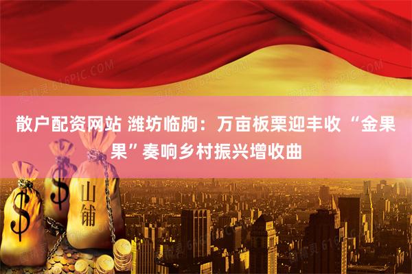 散户配资网站 潍坊临朐：万亩板栗迎丰收 “金果果”奏响乡村振兴增收曲