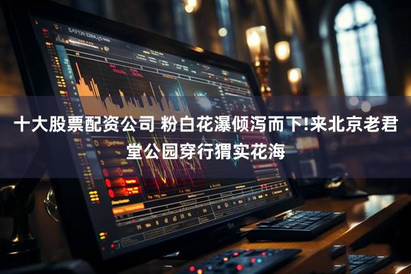 十大股票配资公司 粉白花瀑倾泻而下!来北京老君堂公园穿行猬实花海